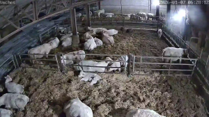 Caméra IP - Frankreich