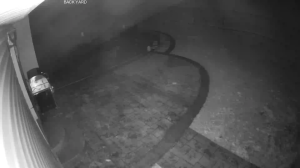 Caméra IP - United States of America