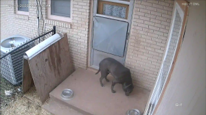 Caméra IP - Estados Unidos