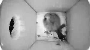 Caméra IP - Alemania