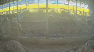 Caméra IP - South Korea