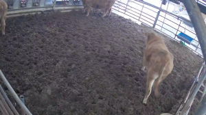 Caméra IP - Südkorea