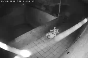 Caméra IP - Italien