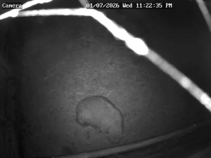 Caméra IP - Paesi Bassi