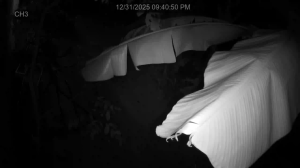 Caméra IP - Bahamas