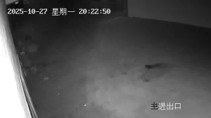 Caméra IP - Cina
