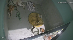 Caméra IP - Malaisie