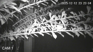 Caméra IP - Vietnam