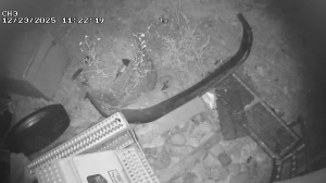 Caméra IP - United States of America