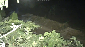 Caméra IP - Vietnam