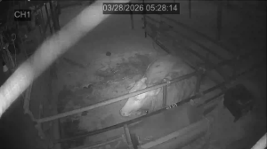 Caméra IP - South Korea