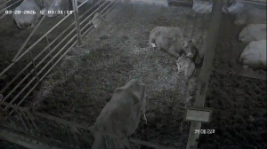 Caméra IP - South Korea