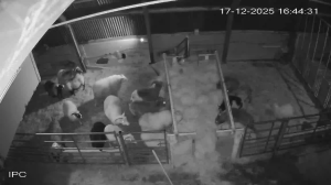 Caméra IP - Iceland