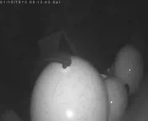 Caméra IP - Georgia