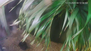 Caméra IP - États-Unis d'Amérique