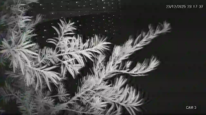 Caméra IP - Vue en direct