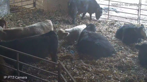 Caméra IP - Vereinigte Staaten von Amerika