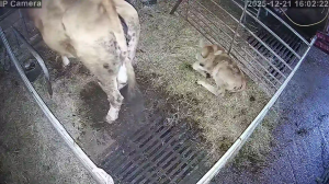 Caméra IP - España