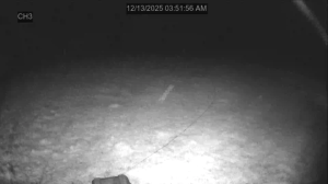 Caméra IP - États-Unis d'Amérique