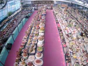 Caméra IP - South Korea