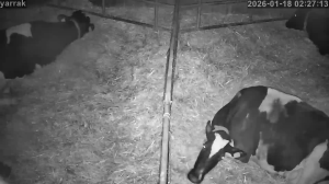 Caméra IP - Netherlands