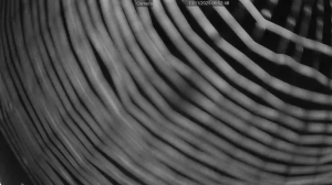 Caméra IP - Paesi Bassi