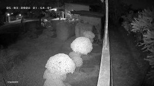 Caméra IP - Thailand