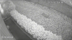 Caméra IP - United Kingdom