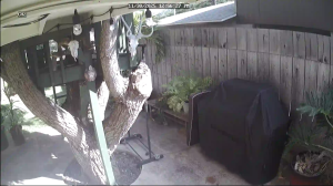 Caméra IP - États-Unis d'Amérique