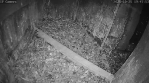 Caméra IP - Germany