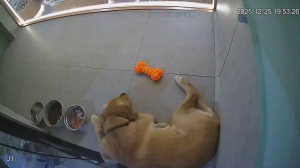 Caméra IP - Malaisie