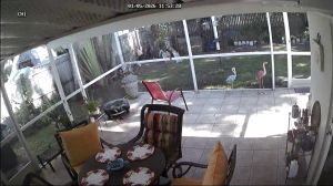 Caméra IP - États-Unis d'Amérique