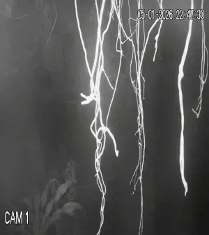 Caméra IP - Vietnam