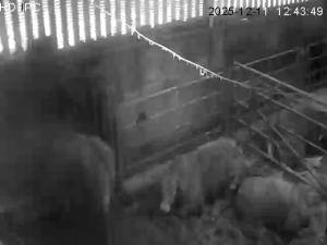 Caméra IP - Irlande