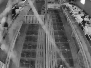 Caméra IP - Iceland