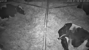 Caméra IP - Netherlands