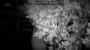 Caméra IP - Australia