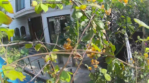 Caméra IP - United Arab Emirates