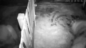 Caméra IP - Paesi Bassi