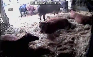 Caméra IP - Germany