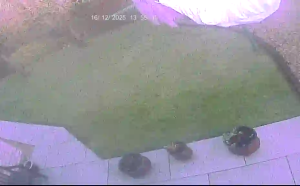 Caméra IP - United Kingdom