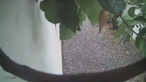 Caméra IP - Dominikanische Republik