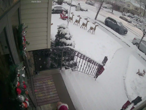 Caméra IP - United States of America