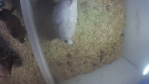 Caméra IP - Belgium