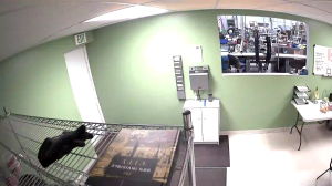 Caméra IP - États-Unis d'Amérique