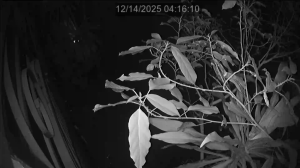 Caméra IP - Vietnam