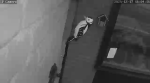 Caméra IP - Pays-Bas