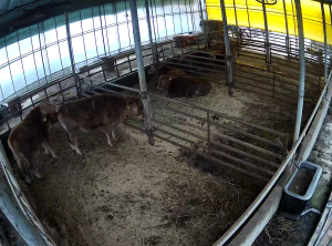 Caméra IP - South Korea