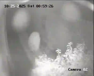 Caméra IP - Albania