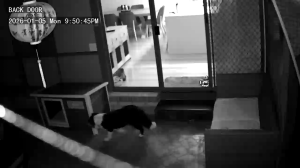 Caméra IP - Australie